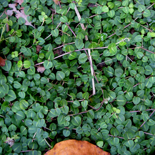 Mitchella repens